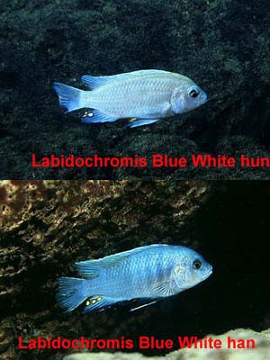 Labidochromis Blue White” Tumbi Reef” - Planteimporten