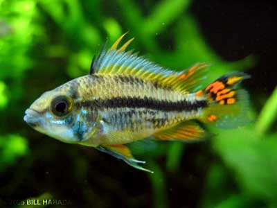 Apistogramma cacatuoides - Planteimporten