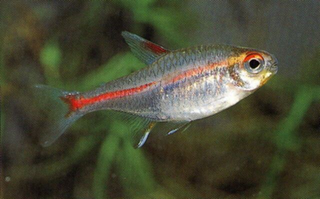 Hemigrammus Erythrozonus – Glødelys Tetra - Planteimporten