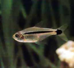 Hyphessobrycon scholzei - Planteimporten